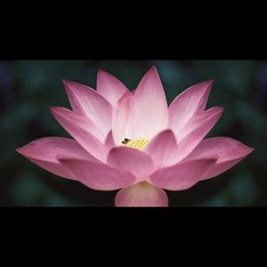 Meet your Posher, Dawn